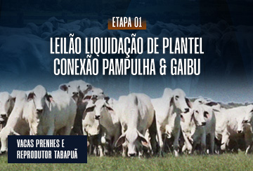 LEILÃO LIQUIDAÇÃO DE PLANTEL CONEXÃO PAMPULHA & GAIBU - ETAPA 01